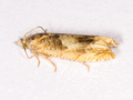 Eucosma conterminana
